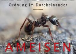 Ameisen - Ordnung im Durcheinander (Wandkalender 2021 DIN A2 quer)