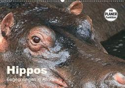 Hippos - Begegnungen in Afrika (Wandkalender 2021 DIN A2 quer)
