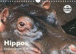 Hippos - Begegnungen in Afrika (Wandkalender 2021 DIN A4 quer)