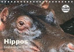 Hippos - Begegnungen in Afrika (Tischkalender 2021 DIN A5 quer)