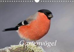 Vögel aus dem Garten (Wandkalender 2021 DIN A4 quer)