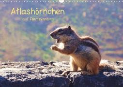 Atlashörnchen auf Fuerteventura (Wandkalender 2021 DIN A3 quer)