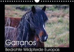 Garranos - Bedrohte Wildpferde Europas (Wandkalender 2021 DIN A4 quer)