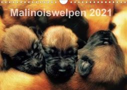 Malinoiswelpen 2021 (Wandkalender 2021 DIN A4 quer)