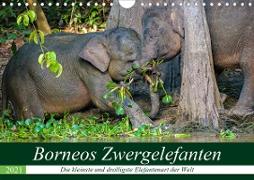 Borneos Zwergelefanten (Wandkalender 2021 DIN A4 quer)