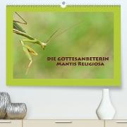 Die Gottesanbeterin Mantis Religiosa (Premium, hochwertiger DIN A2 Wandkalender 2021, Kunstdruck in Hochglanz)
