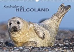 Kegelrobben auf Helgoland (Wandkalender 2021 DIN A3 quer)