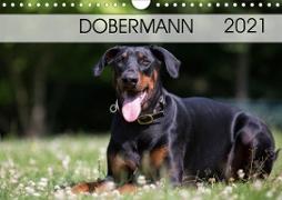 Dobermann 2021 (Wandkalender 2021 DIN A4 quer)