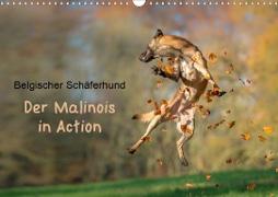Belgischer Schäferhund - Der Malinois in Action (Wandkalender 2021 DIN A3 quer)