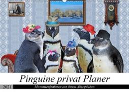 Pinguine privat Planer (Wandkalender 2021 DIN A2 quer)