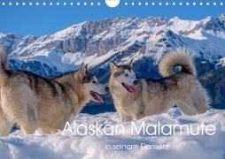 Alaskan Malamute in seinem Element (Wandkalender 2021 DIN A4 quer)