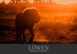 Löwen Wildlife-Fotografien (Tischkalender 2021 DIN A5 quer)