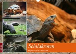 Schildkröten - Gepanzerte Urzeitwesen (Wandkalender 2021 DIN A3 quer)