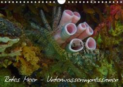 Rotes Meer - Unterwasserimpressionen (Wandkalender 2021 DIN A4 quer)