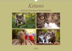 Kittens - Britisch Kurzhaar Katzenkinder (Wandkalender 2021 DIN A3 quer)