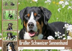 Großer Schweizer Sennenhund (Wandkalender 2021 DIN A3 quer)