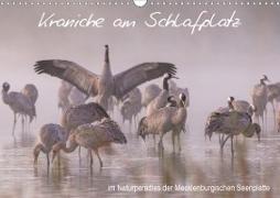 Kraniche am Schlafplatz - im Naturparadies der Mecklenburgischen Seenplatte (Wandkalender 2021 DIN A3 quer)