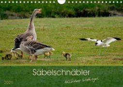 Säbelschnäbler - tollkühne Wattvögel (Wandkalender 2021 DIN A4 quer)
