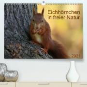 Eichhörnchen in freier Natur (Premium, hochwertiger DIN A2 Wandkalender 2021, Kunstdruck in Hochglanz)