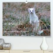 Hermelin - das wieselflinke Raubtier (Premium, hochwertiger DIN A2 Wandkalender 2021, Kunstdruck in Hochglanz)