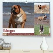 Bulldoggen - Englische und Französische Bulldoggen (Premium, hochwertiger DIN A2 Wandkalender 2021, Kunstdruck in Hochglanz)