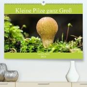 Kleine Pilze ganz Groß (Premium, hochwertiger DIN A2 Wandkalender 2021, Kunstdruck in Hochglanz)