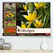 Wildtulpen - Liebenswerte Frühlingsboten (Premium, hochwertiger DIN A2 Wandkalender 2021, Kunstdruck in Hochglanz)