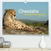 Cheetahs fascinating big cats (Premium, hochwertiger DIN A2 Wandkalender 2021, Kunstdruck in Hochglanz)