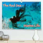 The Red Sea - Marine Life (Premium, hochwertiger DIN A2 Wandkalender 2021, Kunstdruck in Hochglanz)