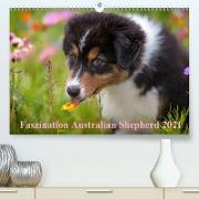 Australian Shepherd 2021 (Premium, hochwertiger DIN A2 Wandkalender 2021, Kunstdruck in Hochglanz)