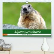 Alpenmurmeltiere in freier Wildbahn (Premium, hochwertiger DIN A2 Wandkalender 2021, Kunstdruck in Hochglanz)
