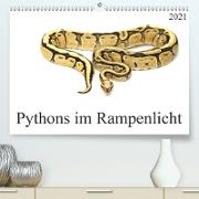 Pythons im Rampenlicht (Premium, hochwertiger DIN A2 Wandkalender 2021, Kunstdruck in Hochglanz)
