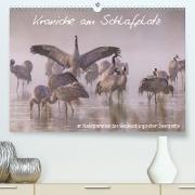 Kraniche am Schlafplatz - im Naturparadies der Mecklenburgischen Seenplatte (Premium, hochwertiger DIN A2 Wandkalender 2021, Kunstdruck in Hochglanz)