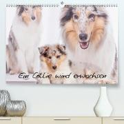 Ein Collie wird erwachsen (Premium, hochwertiger DIN A2 Wandkalender 2021, Kunstdruck in Hochglanz)