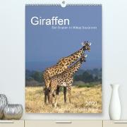 Giraffen - Die Grazien in Afrikas Savannen (Premium, hochwertiger DIN A2 Wandkalender 2021, Kunstdruck in Hochglanz)