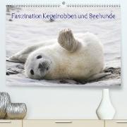 Faszination Kegelrobben und Seehunde 2021 (Premium, hochwertiger DIN A2 Wandkalender 2021, Kunstdruck in Hochglanz)