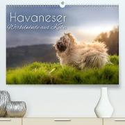 Havaneser - Wirbelwinde aus Kuba (Premium, hochwertiger DIN A2 Wandkalender 2021, Kunstdruck in Hochglanz)