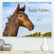 Baby-Fohlen: sonnige Impressionen (Premium, hochwertiger DIN A2 Wandkalender 2021, Kunstdruck in Hochglanz)