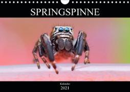 Springspinne Kalender (Wandkalender 2021 DIN A4 quer)