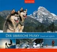 Der Sibirsche Husky