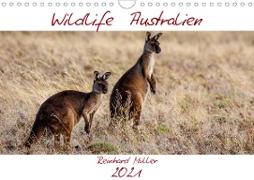 Wildlife Australien (Wandkalender 2021 DIN A4 quer)