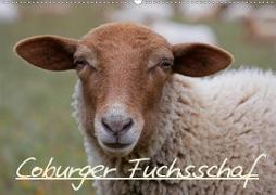 Coburger Fuchsschaf (Wandkalender 2021 DIN A2 quer)