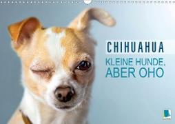 Chihuahua: Kleine Hunde, aber oho (Wandkalender 2021 DIN A3 quer)