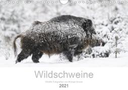 Wildschweine 2021 (Wandkalender 2021 DIN A4 quer)