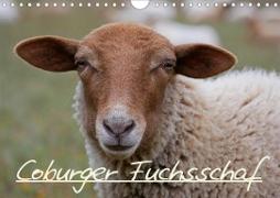 Coburger Fuchsschaf (Wandkalender 2021 DIN A4 quer)