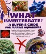 What Invertebrate?