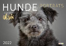 Uli Stein – Hunde Porträts 2022: Monatskalender für die Wand im Großformat