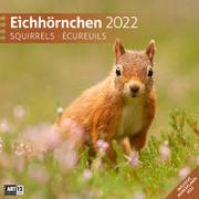 Eichhörnchen Kalender 2022 - 30x30