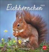 Eichhörnchen Postkartenkalender 2022