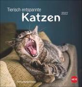 Tierisch entspannte Katzen Postkartenkalender 2022